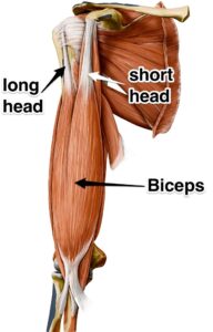 Anatomy long head bicep vs short head